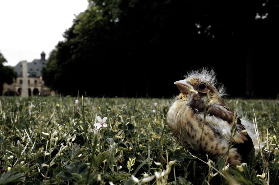 2009_05_11_Schloss_Waldhausen_IR_Jungspatz_DSC_1075_ps.jpg